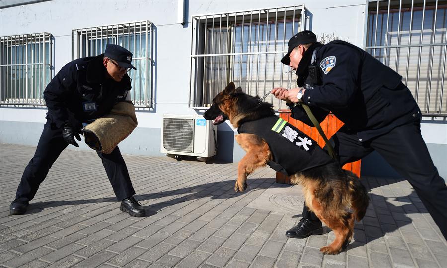 救助翻垃圾堆的狗狗的夫妻,却被警察刑事立案,说这是警犬!