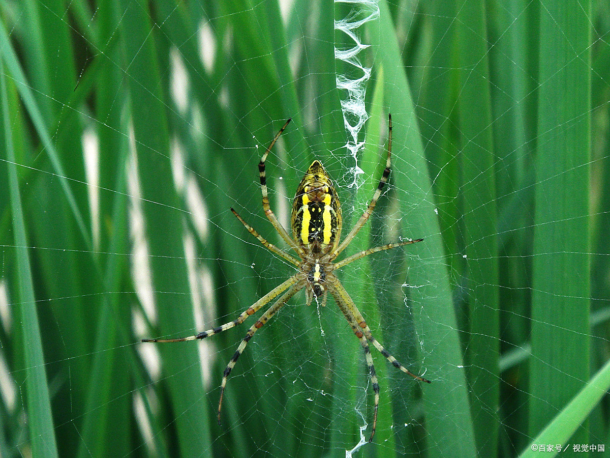 蜘蛛结网一清浅(原创)