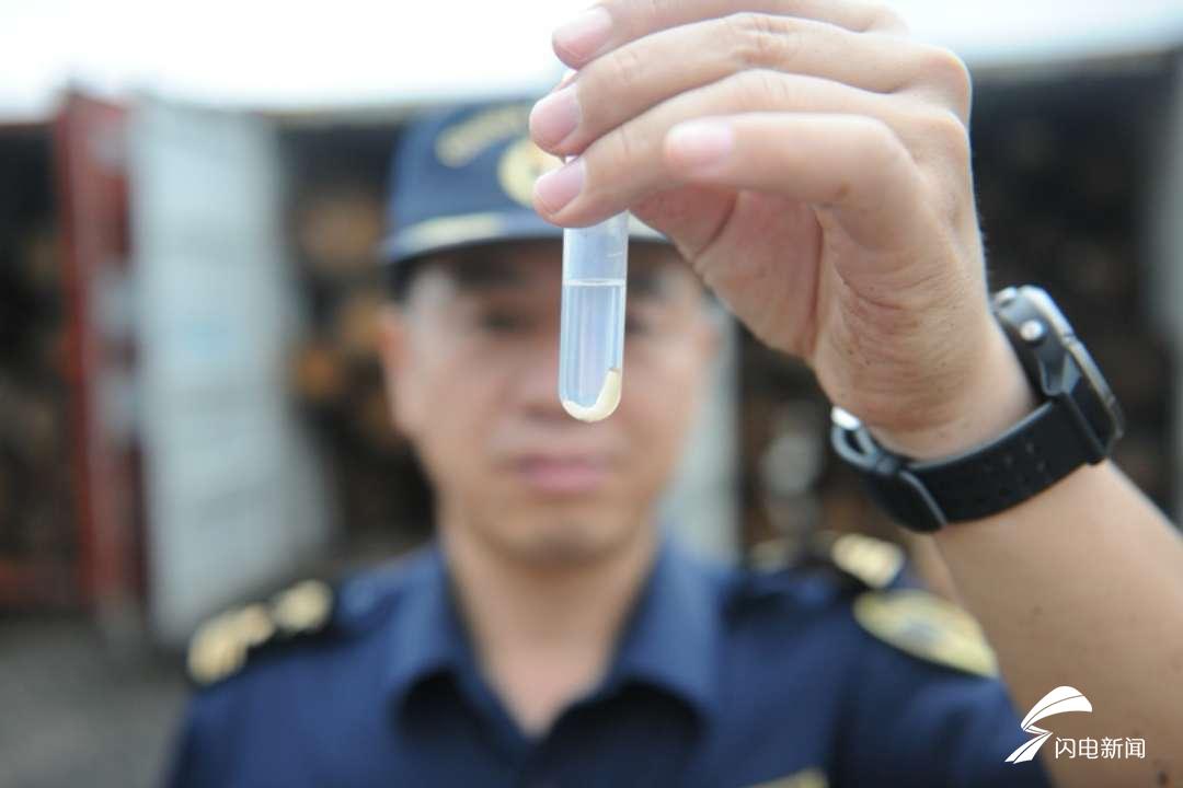 全國首例!黃島海關截獲檢疫性有害生物雲杉木蠹象