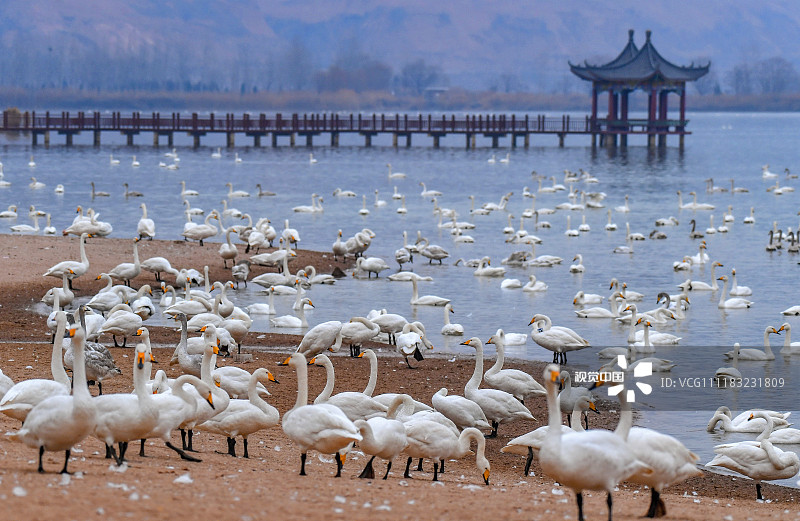 2018年12月24日,运城,几只白天鹅在山西芮城圣天湖湿地游弋.