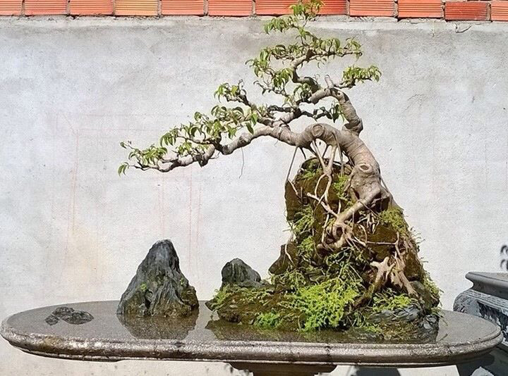 精品水旱盆景欣赏,山水一色,尽收眼底