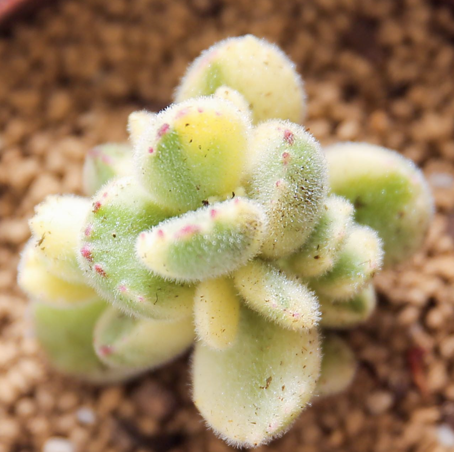 这些萌哒哒的银波锦系多肉植物,你认识吗?