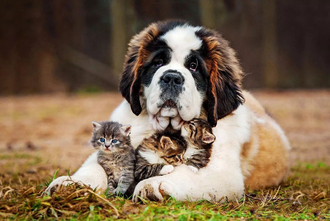6种不容易掉毛的大型犬!你最爱哪只?
