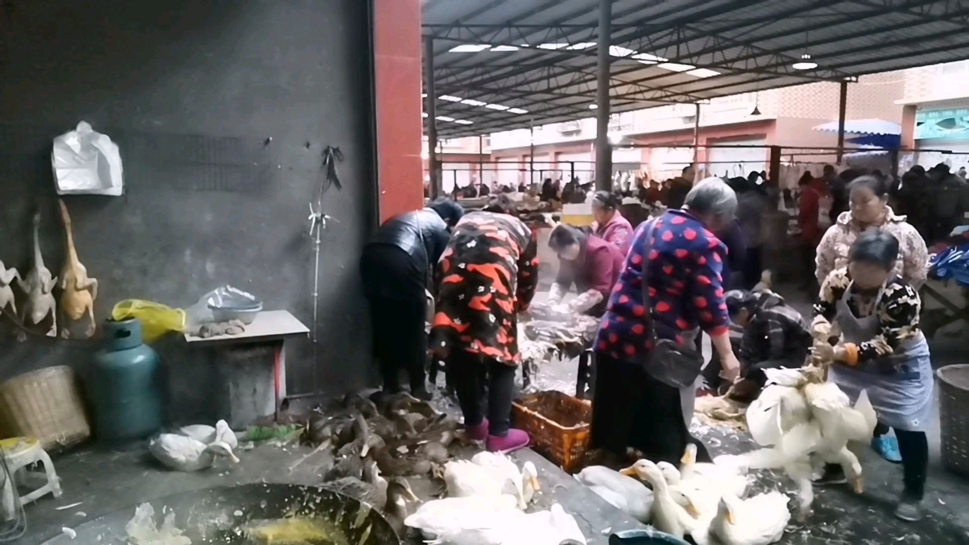 看专门杀鸭子的与我们杀就是不一样
