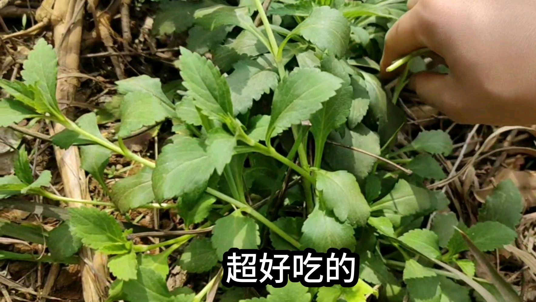 路边野菜随处可见,比种地还长得好,既好吃又消炎降火利尿等功效