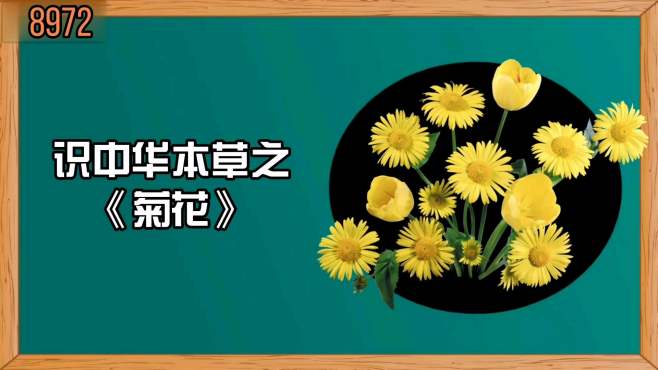 [图]第9集｜识中华本草之《菊花》