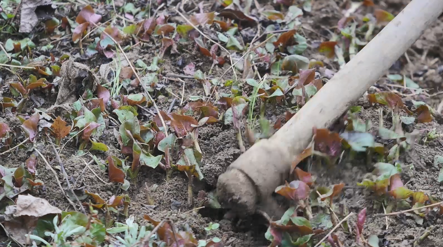 原来移栽野生折耳根到地里需要注意这些重点 长见识了