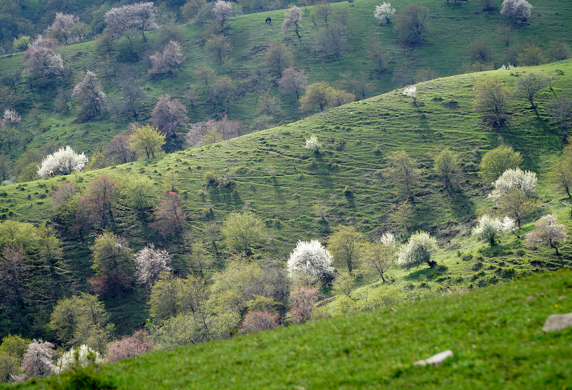 新疆伊犁的野樱桃李快开了,雪山绿茵花树,春天的大西沟美到尖叫