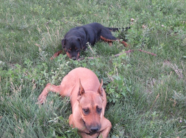 最罕见的大型犬:豹犬 光犬名字就震慑人心