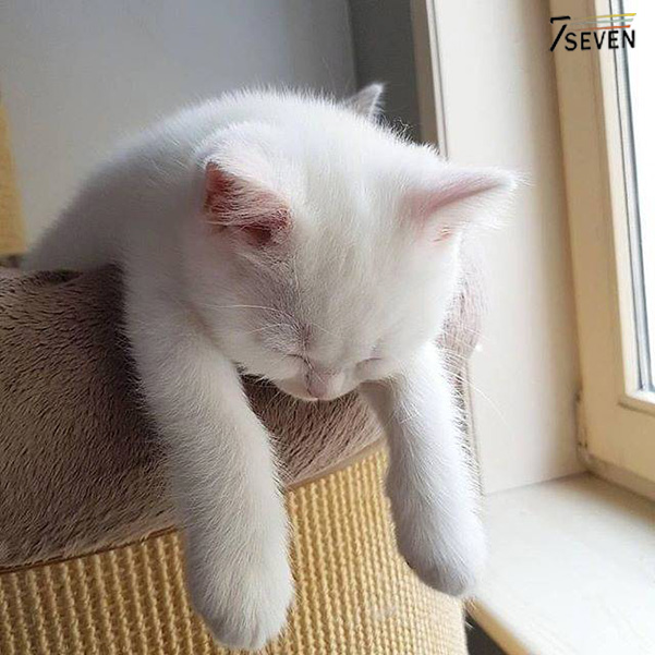 宠物界举办模仿秀,最终模仿葛大爷的猫夺得了冠军