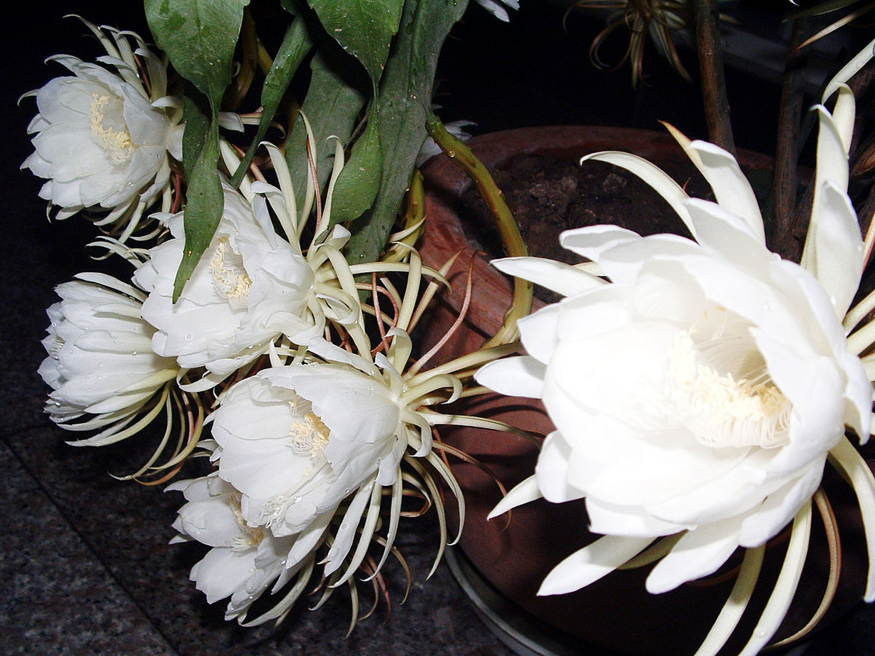 昙花一现的短暂美丽背后需要特殊养护!