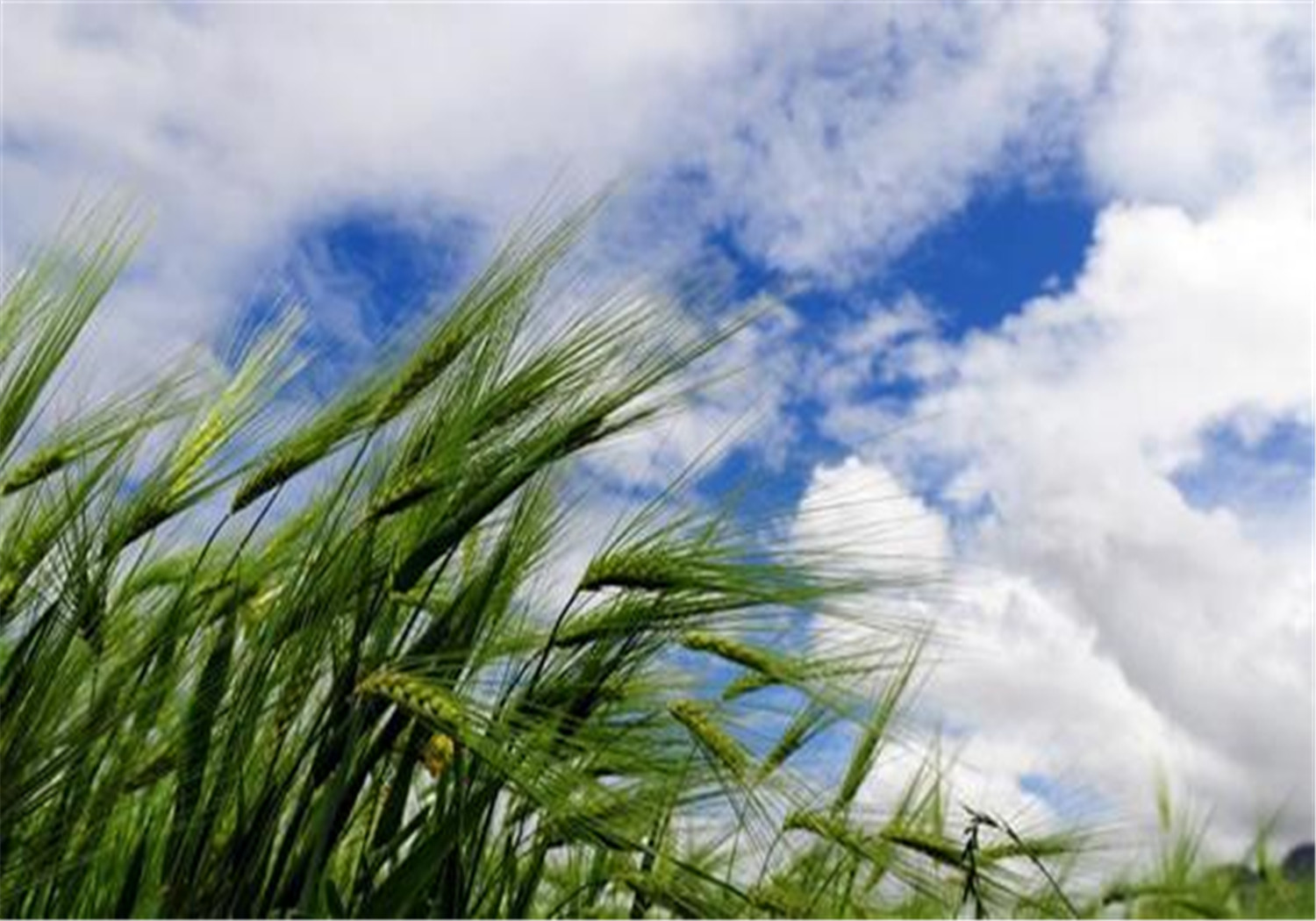 青稞- 优质问答专区