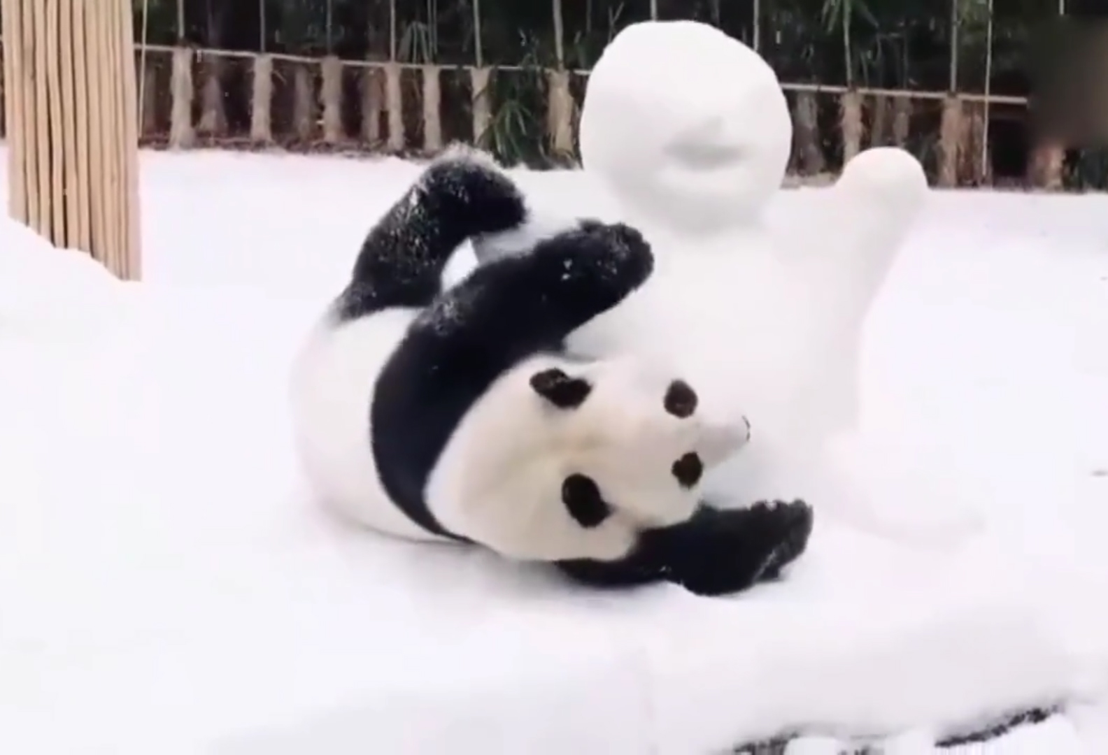 熊猫雪人图片大全图片