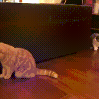 蓝猫看上橘猫,先打招呼再扑倒橘猫,主人:撩妹动作和谁
