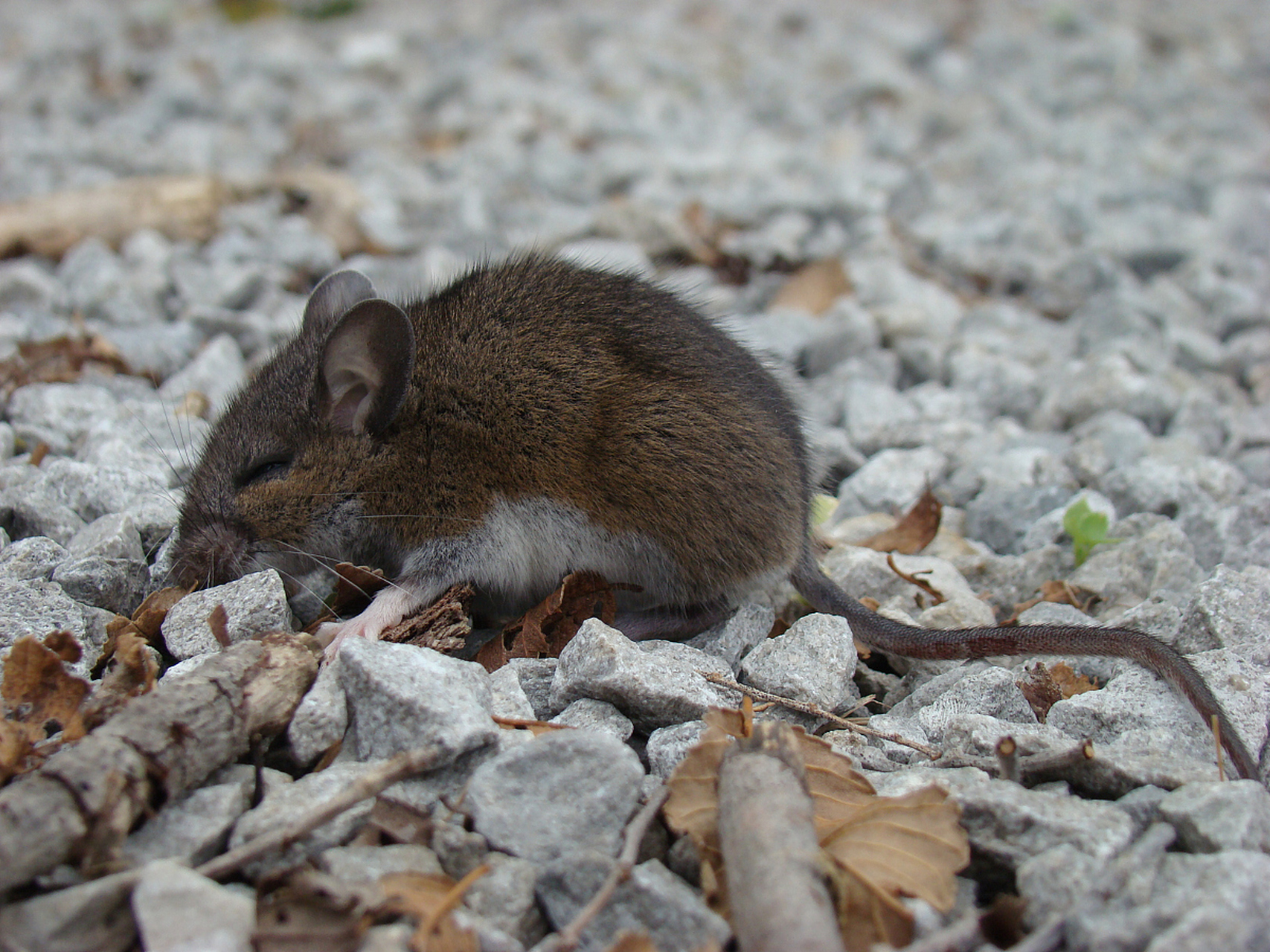 麝香鼠的经济和环保价值在人工养殖中得到重视,同时也面临挑战.
