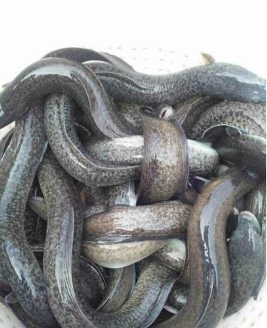 水中之参—台湾鳗鳅:鳗鳅高效高产养殖技术,你确定不来看?