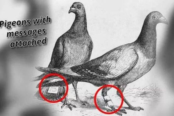 古人真的用鸽子来送信?不但用,还从商朝一直用到民国
