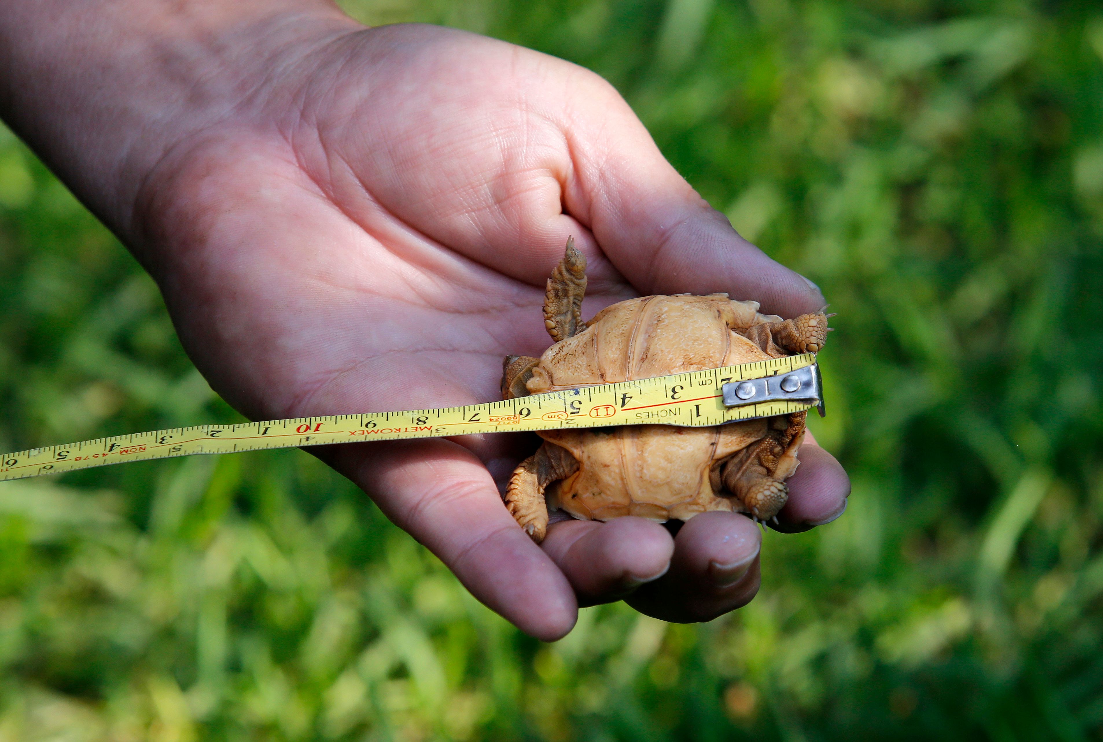 新生小苏卡达龟(3)