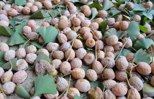 一"臭果树",种子几千元1吨,捡棵种在花盆里,人称"公孙树"