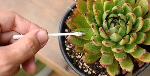 教你2招,根除介壳虫