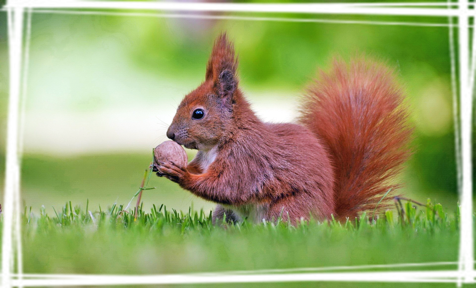 可爱的动物图片高清桌面壁纸