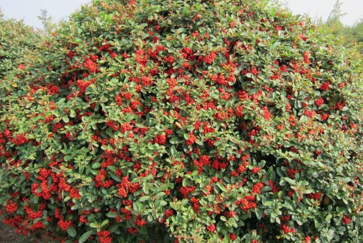 一,火棘果种植的选地建地
