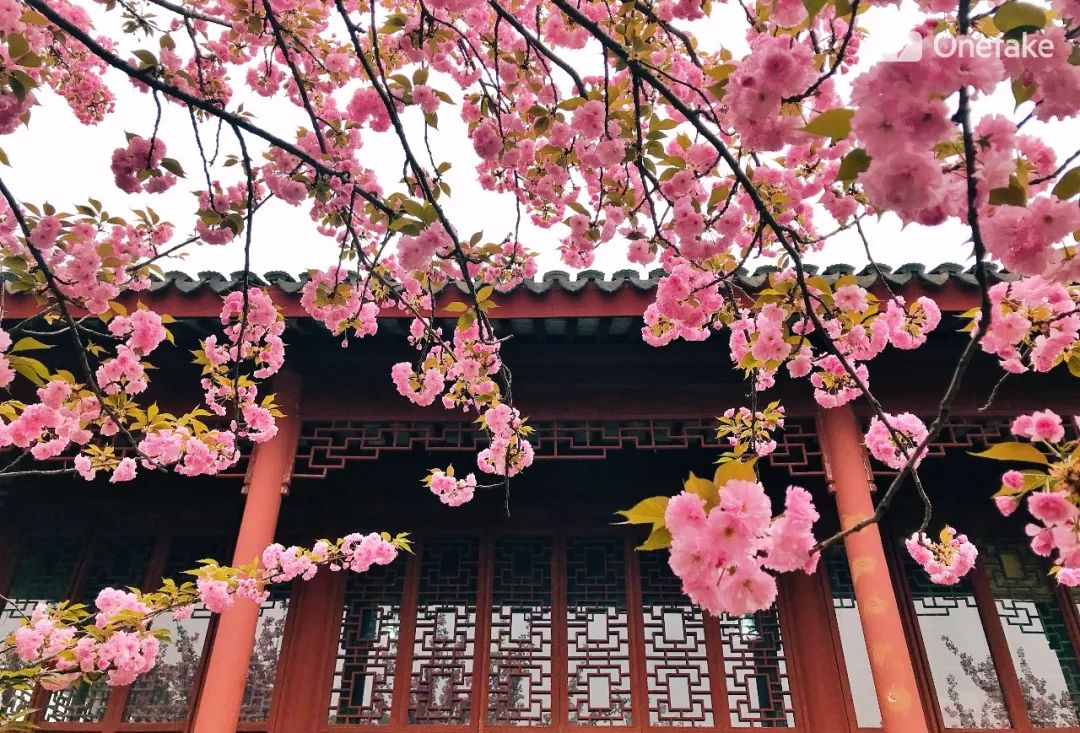 4月的铜观音寺是浪漫的,因为一到盛开樱花,宛若仙境!