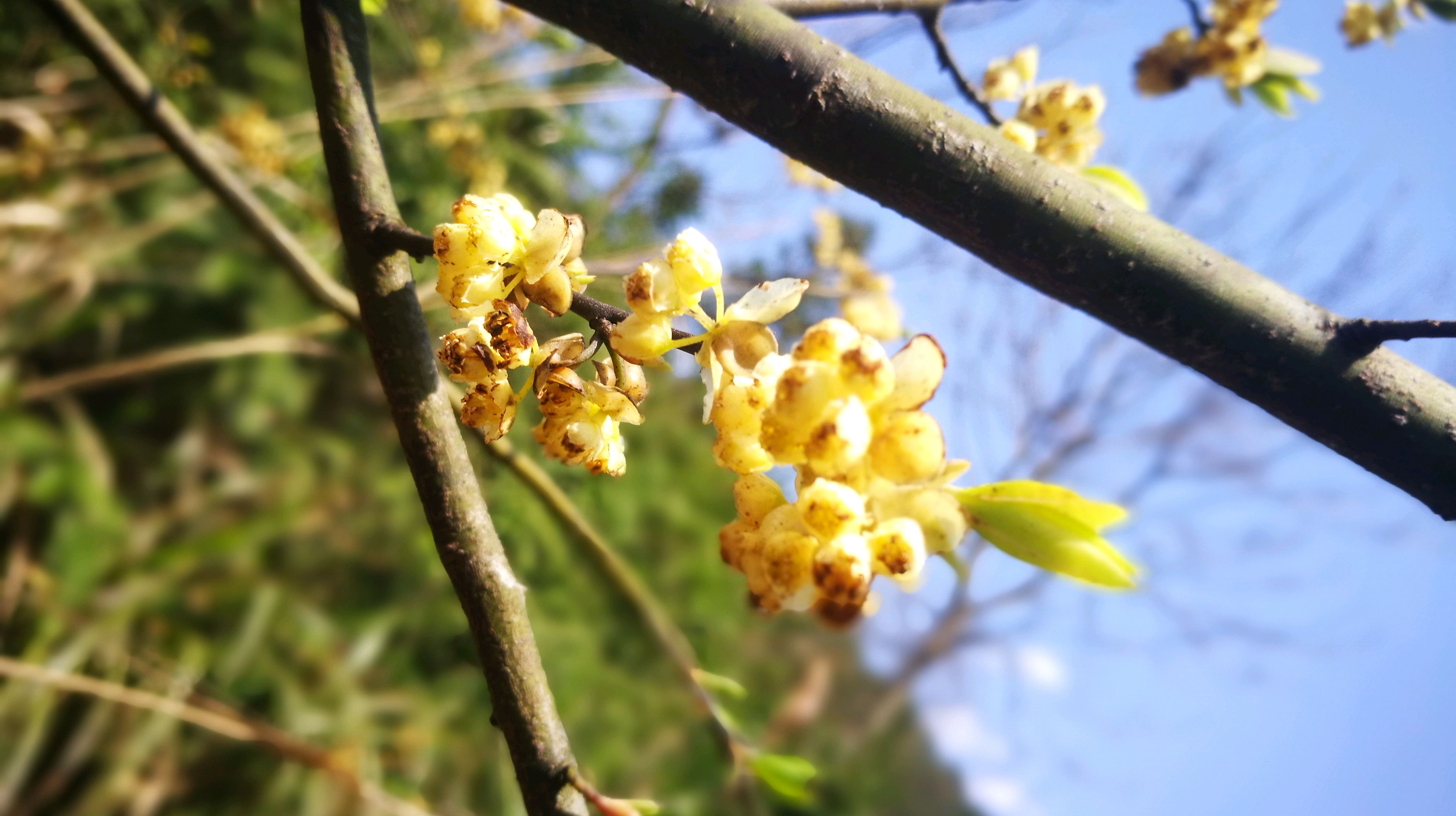 神秘的山鸡椒花,根,叶及果实不但可以入药,还可以做香料哦