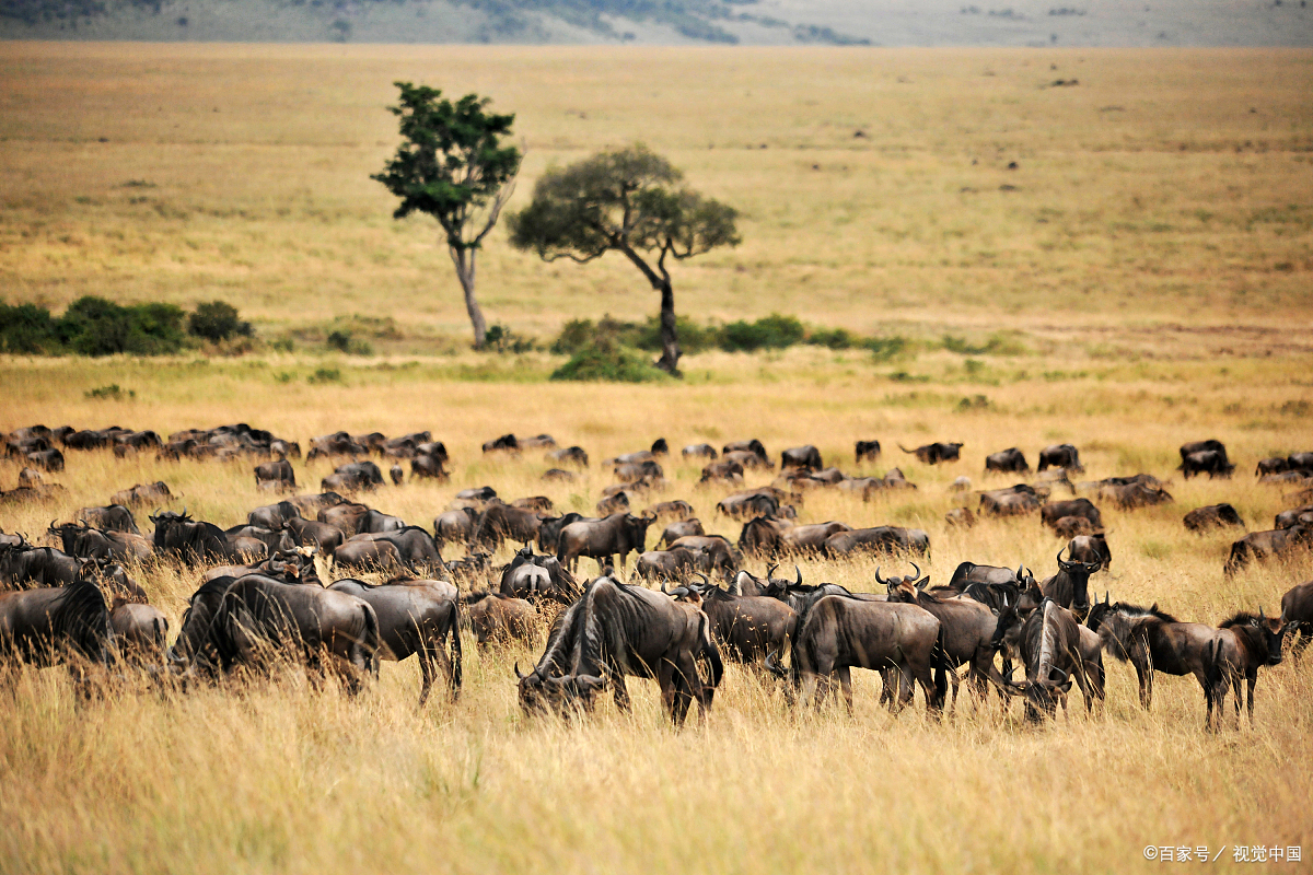 疟疾主要在哪些国家和地区流行？