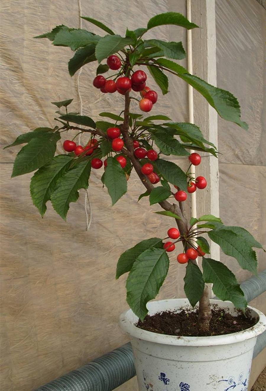 家里花盆别闲着,人人可种这果树,一斤150,不用买了