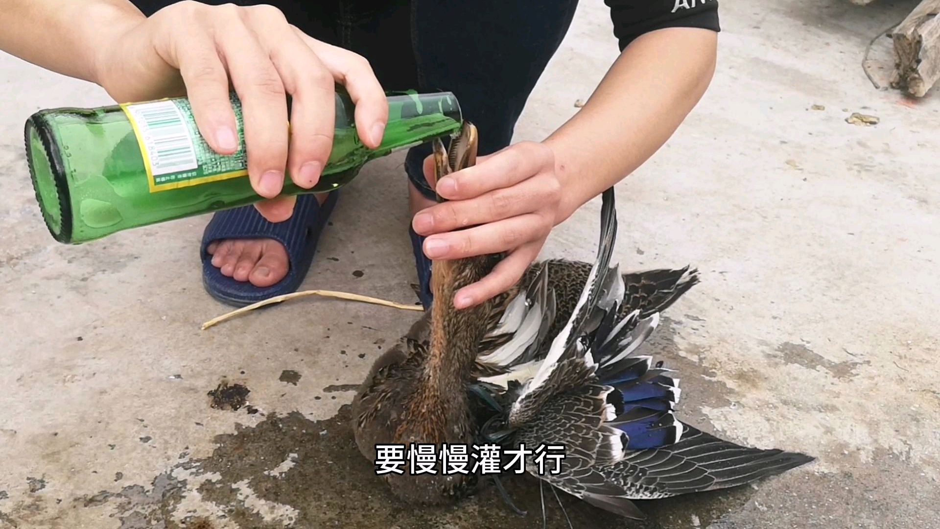 鸭子如何快速干净去毛?小伙教你个方法,拔毛像脱衣一样快