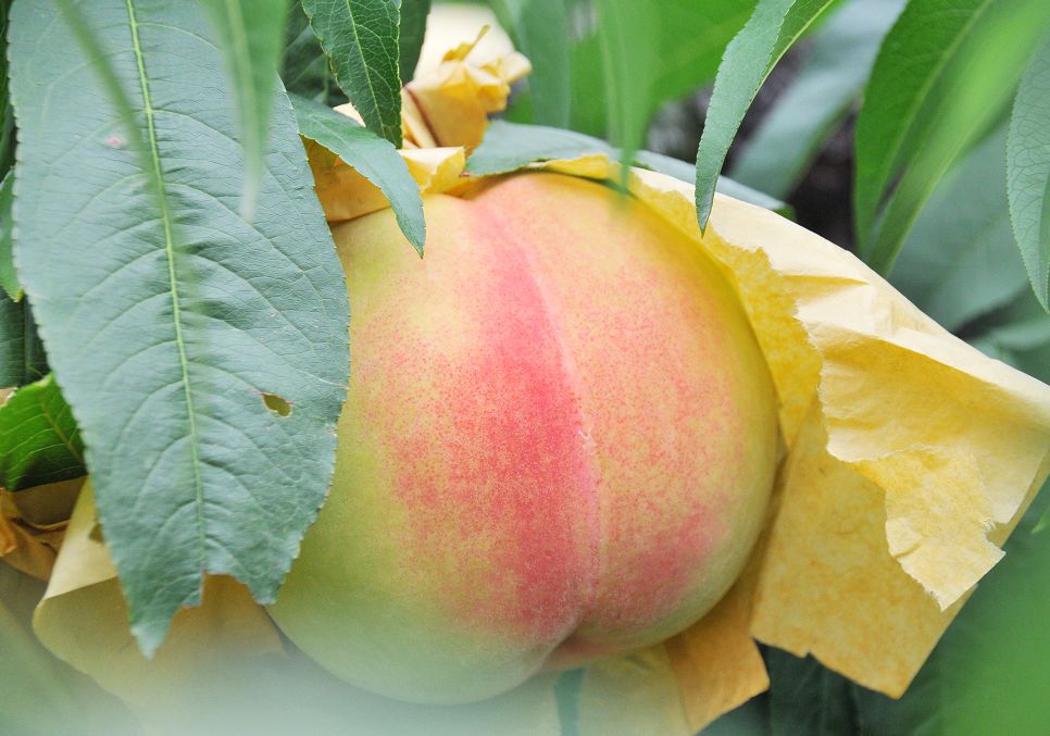 江阴这个村要火!刚拿下国字号招牌!