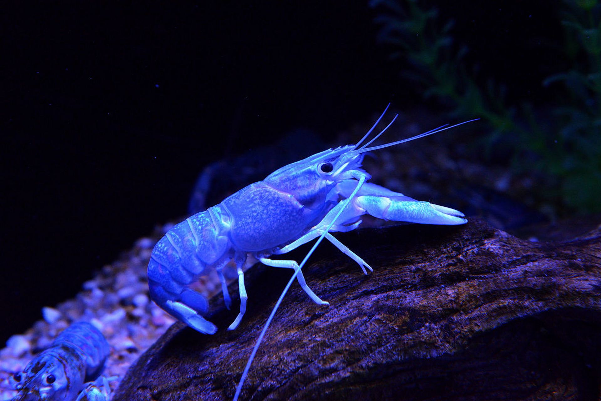 深海蓝虾,触须长长,荧光闪闪. #动物趣图