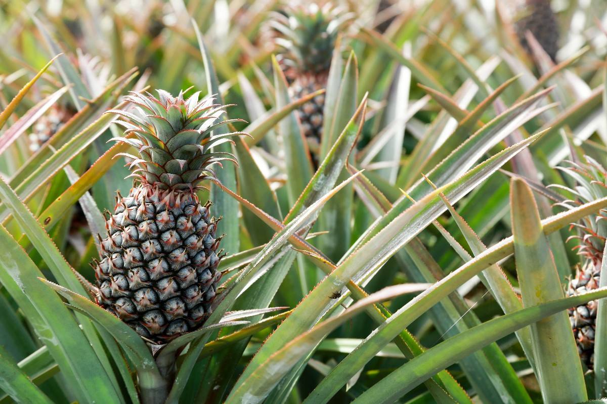 作物,对肥料的需要量多,土壤缺肥,不但果小产量低,植株也容易出现早衰