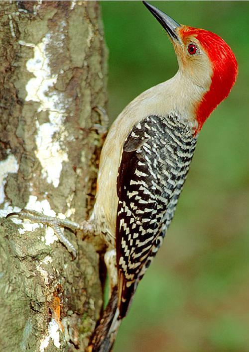 这个啄木鸟站在木头上,挺拔的身姿,爪子抓着木头