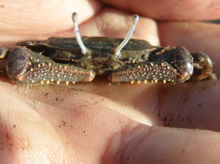 日本大眼蟹知识科普,教你轻松识别日本大眼蟹