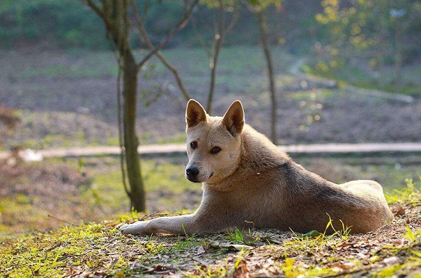 农村最佳护院犬图片