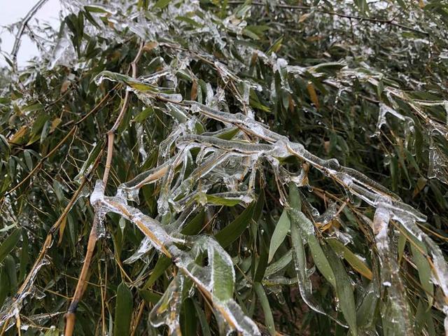 冻雨雪致武义万亩毛竹受灾 林技人员指导竹农抗灾自救