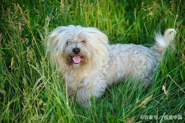 长毛狗的毛应该怎样梳理呢,一起来学习一下吧!