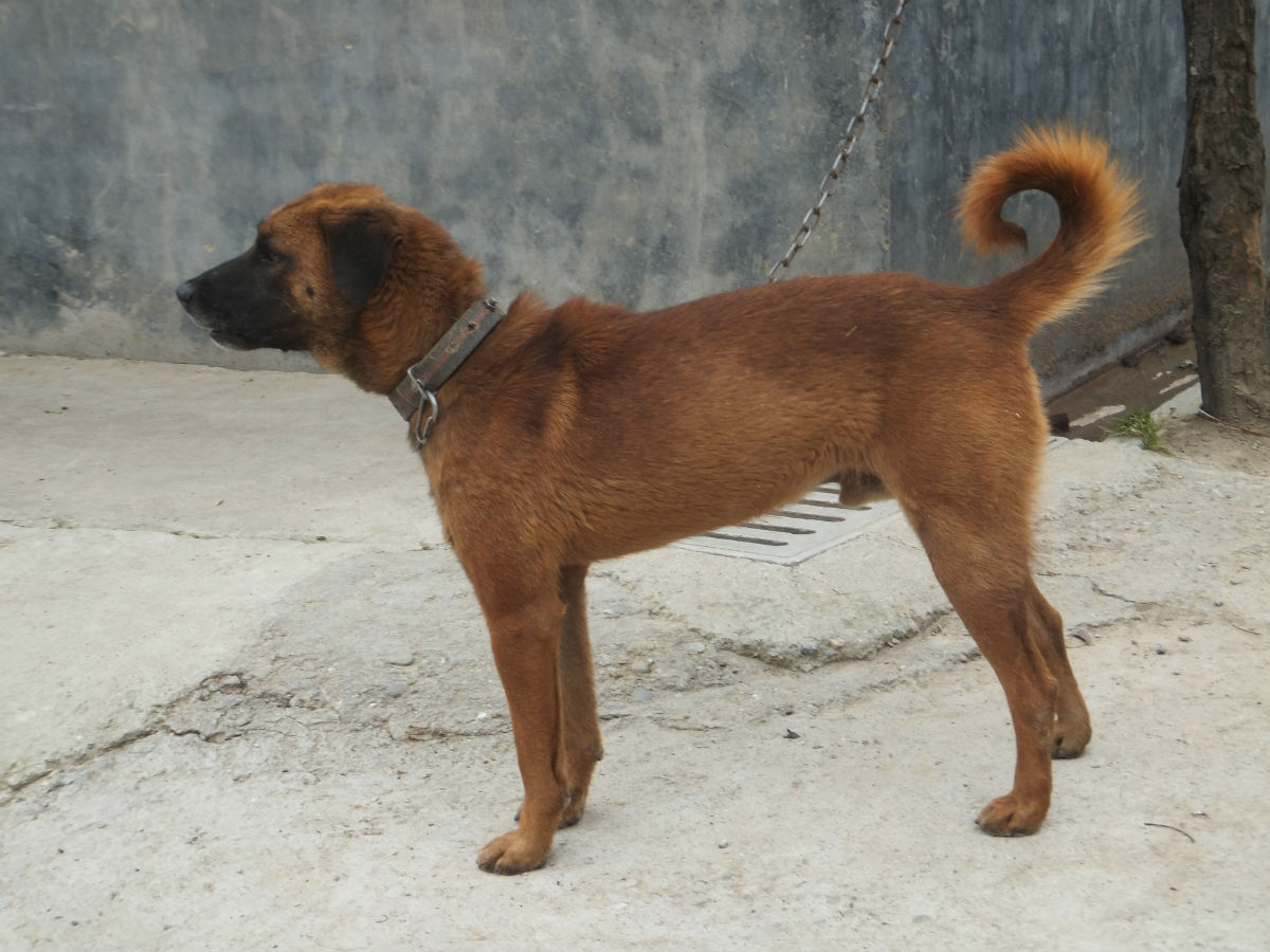 中国的土狗种类多又忠心,却连一个像样的名字都没有!