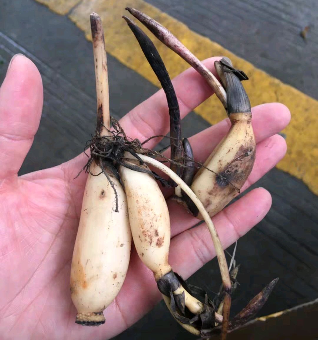 碗莲藕根的种植方法图片