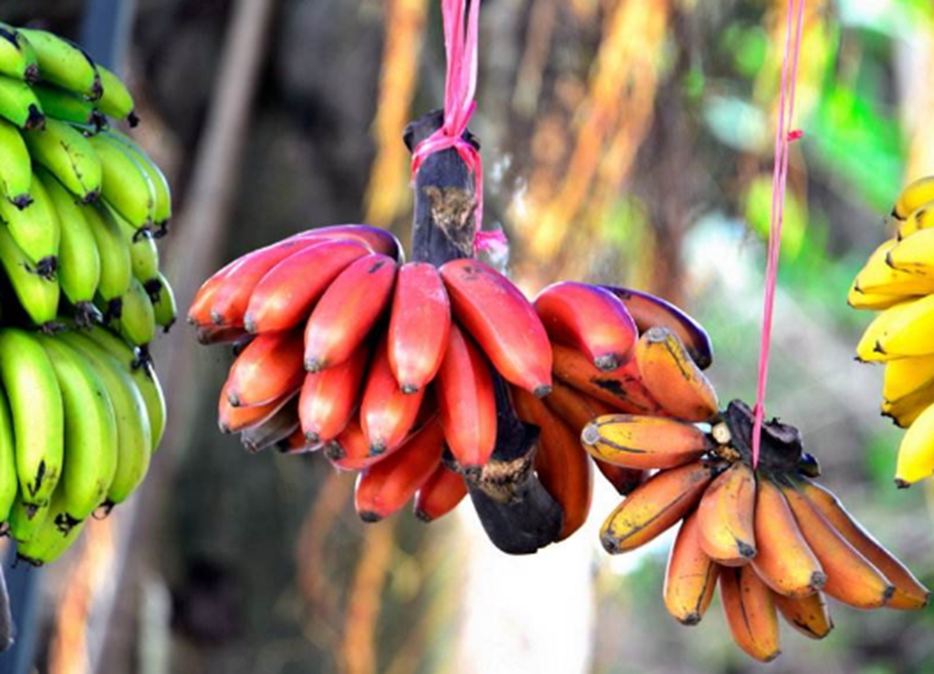 火龙蕉:也叫红香蕉,红绿蕉,该品种除叶面呈绿色外,其余部位的假茎,叶