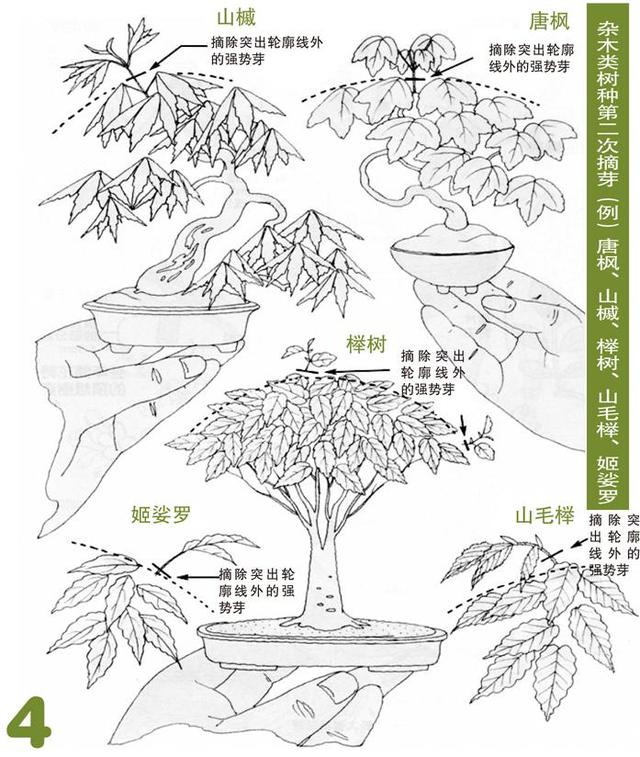 不同树种修剪图例(图3)