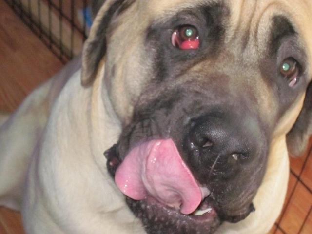 狗狗内眼角红肿?可能是患了"樱桃眼",简单手术就能有效治愈