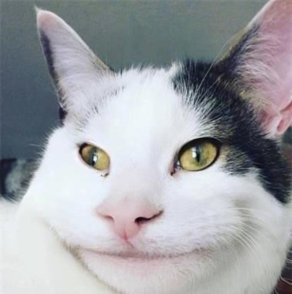 猫咪假笑表情包图片