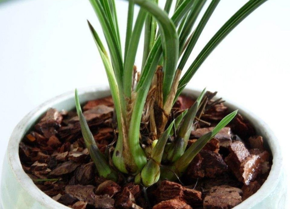 家中养兰花,浇水难以合理掌握,该如何正确给兰花浇水?