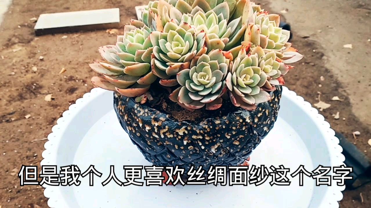 多肉植物丝绸面纱,像丝绸般给人一种朦胧的美