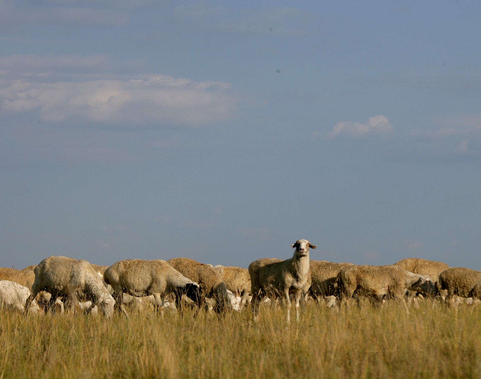 草原上的精灵——鄂温克族介绍  草原上的风,总是带着一种神秘的味道.