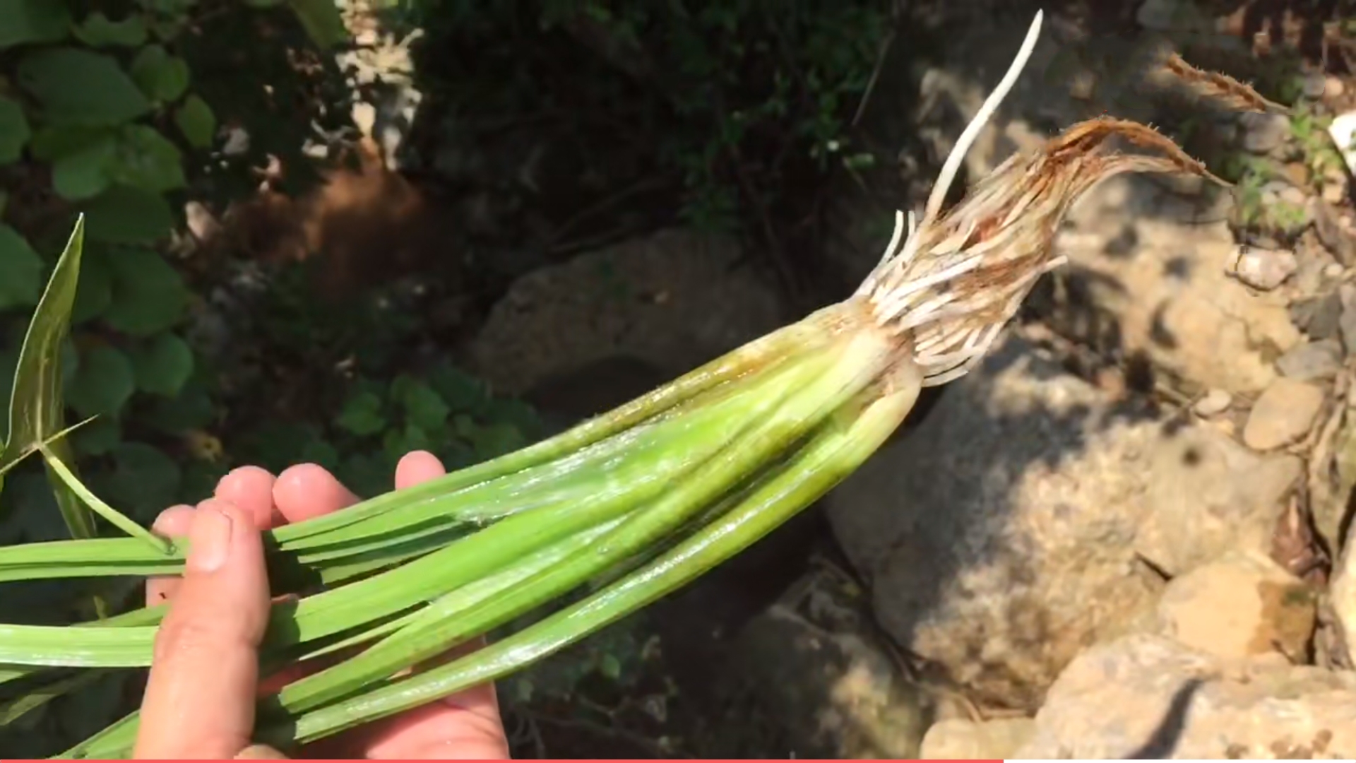 它的名字叫剪刀草,农民用来喂猪,其实它是一种草药,你认识吗?