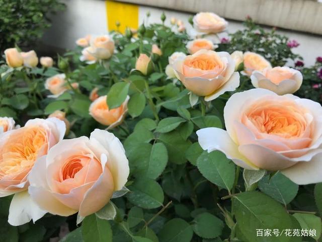 最美切花月季——朱丽叶,硕大花朵配以浓郁茶香,你值得拥有!